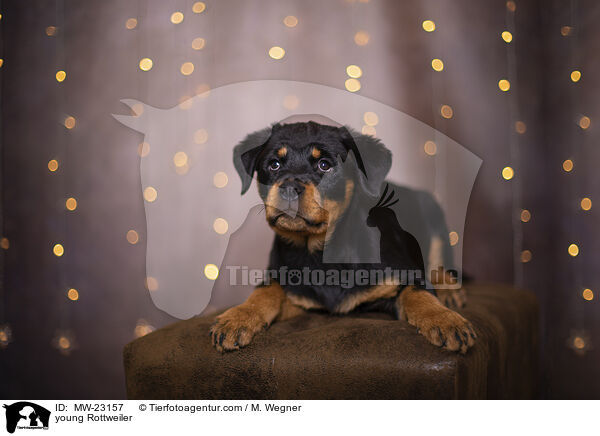young Rottweiler / MW-23157