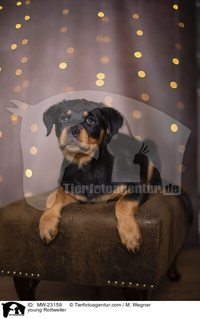 junger Rottweiler / young Rottweiler / MW-23159