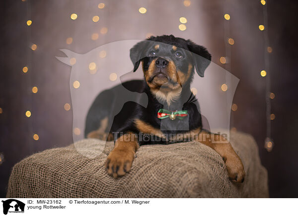 young Rottweiler / MW-23162