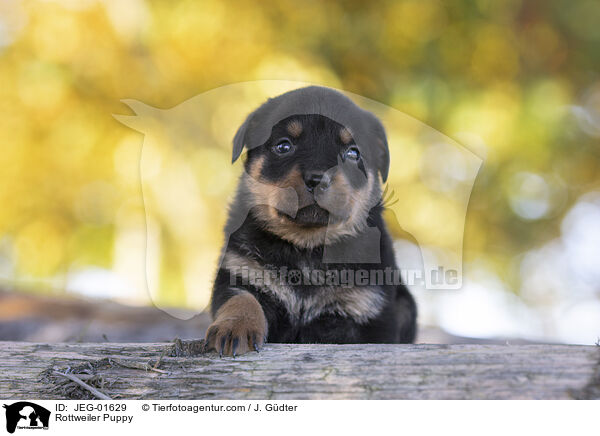 Rottweiler Welpe / Rottweiler Puppy / JEG-01629