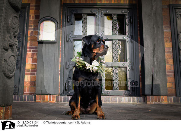 erwachsener Rottweiler / adult Rottweiler / SAD-01134