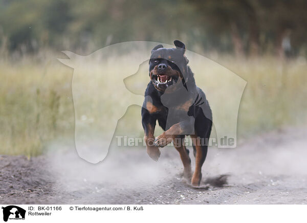 Rottweiler / Rottweiler / BK-01166