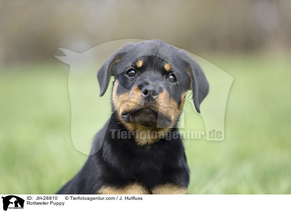 Rottweiler Puppy / JH-28810