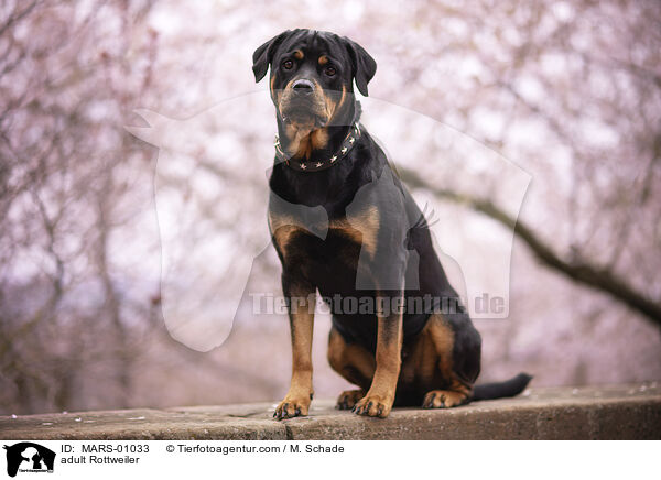 adult Rottweiler / MARS-01033