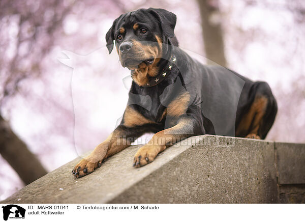 adult Rottweiler / MARS-01041
