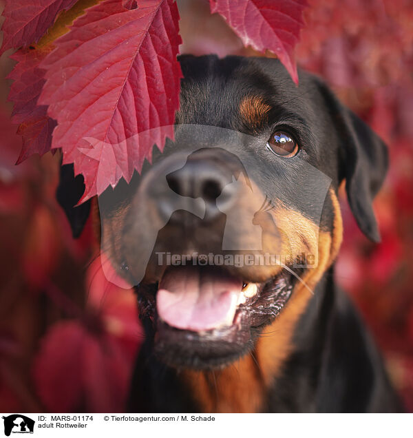 adult Rottweiler / MARS-01174