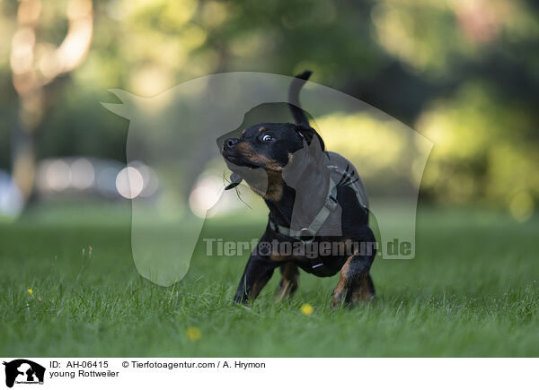 junger Rottweiler / young Rottweiler / AH-06415