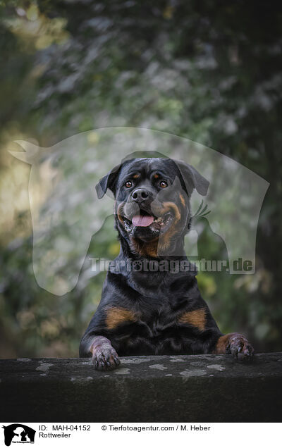 Rottweiler / Rottweiler / MAH-04152