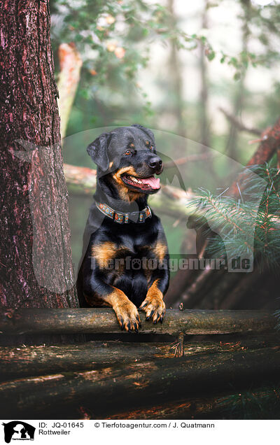 Rottweiler / Rottweiler / JQ-01645
