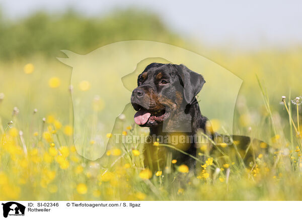 Rottweiler / SI-02346
