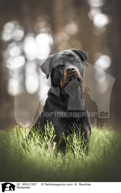 Rottweiler / KR-01357