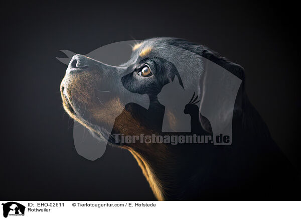 Rottweiler / Rottweiler / EHO-02611