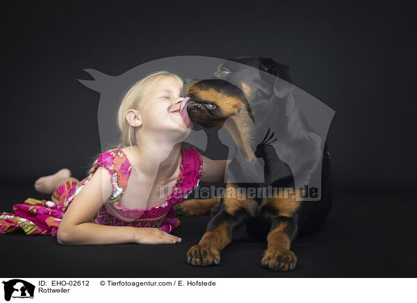 Rottweiler / Rottweiler / EHO-02612