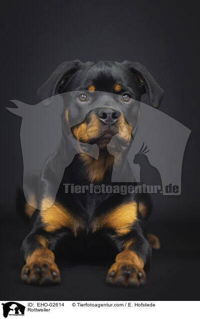 Rottweiler / Rottweiler / EHO-02614