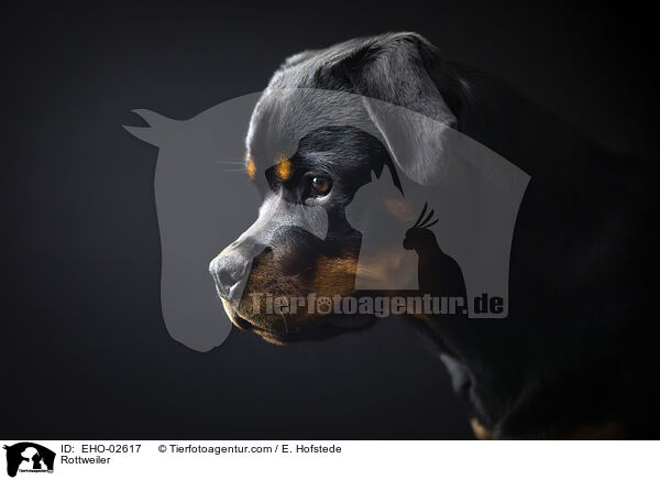 Rottweiler / Rottweiler / EHO-02617