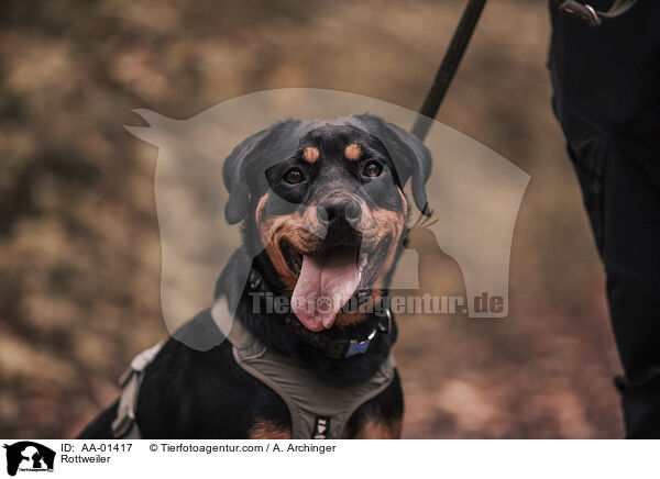 Rottweiler / AA-01417