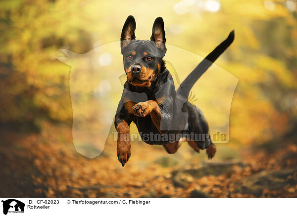 Rottweiler / CF-02023