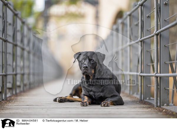 Rottweiler / MAH-04581