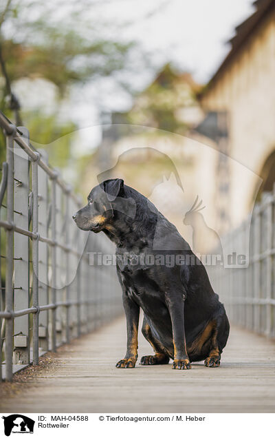 Rottweiler / Rottweiler / MAH-04588
