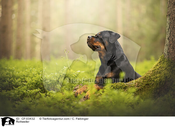 Rottweiler / Rottweiler / CF-03432