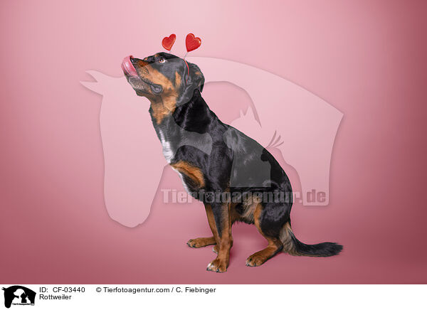 Rottweiler / CF-03440