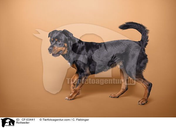 Rottweiler / CF-03441
