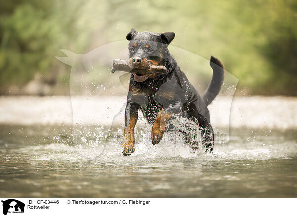 Rottweiler / Rottweiler / CF-03446