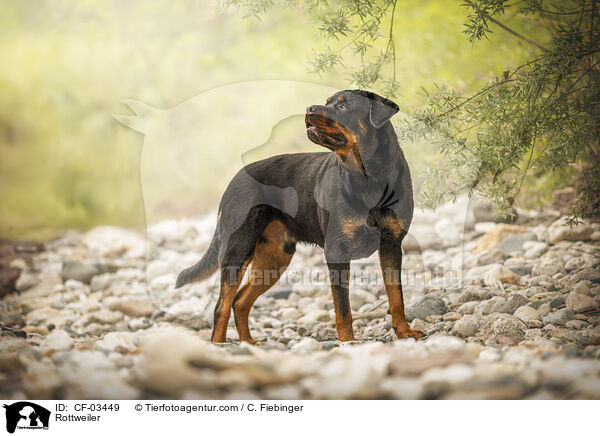 Rottweiler / Rottweiler / CF-03449