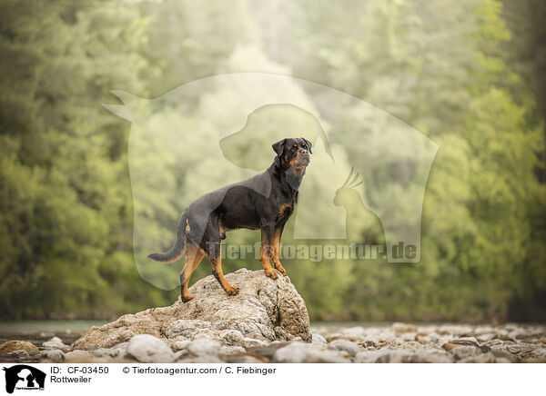 Rottweiler / CF-03450