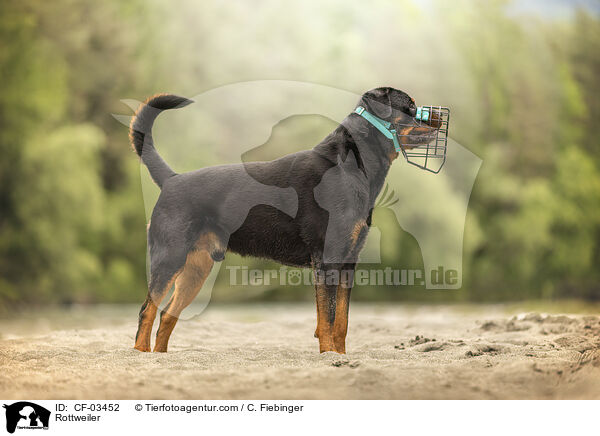 Rottweiler / CF-03452