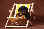 Rottweiler Puppy at deckchair