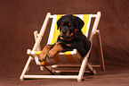 Rottweiler Puppy at deckchair