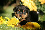 Rottweiler puppy