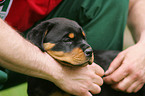 Rottweiler Puppy