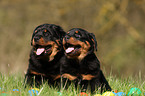 Rottweiler Puppies