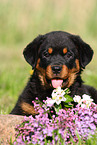 Rottweiler Puppy
