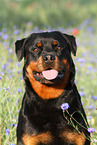 Rottweiler Portrait