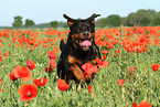 running Rottweiler