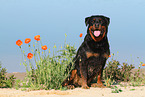 sitting Rottweiler