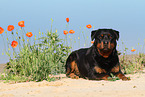 lying Rottweiler