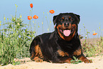 lying Rottweiler