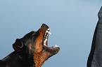 barking Rottweiler