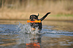 playing Rottweiler