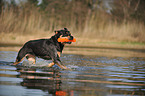 playing Rottweiler