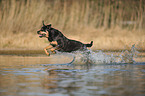 running Rottweiler