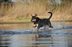 running Rottweiler