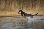 running Rottweiler