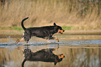 playing Rottweiler