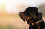 Rottweiler Portrait