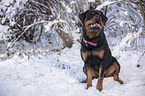 Rottweiler sits in the snow
